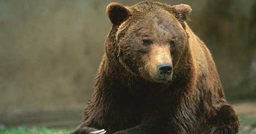 Tar Lazio sospende caccia nelle aree di protezione dell'orso